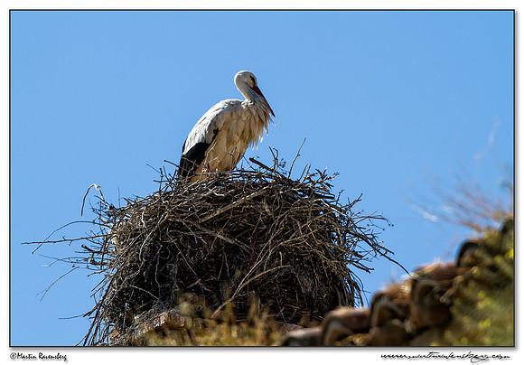 White Stork (Witte Ooievaar) at the village Jaraicejo in northern part of Extremadura.