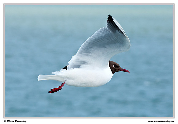 Black-headed Gull (Kokmeeuw) at the Wadden Sea