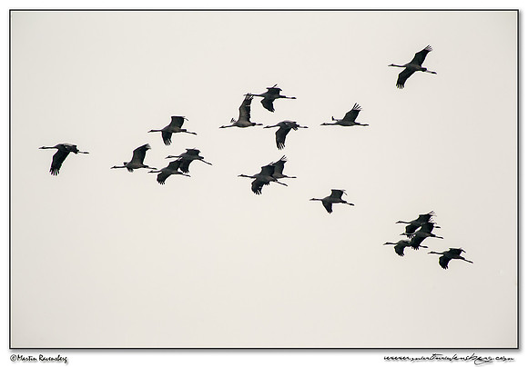 Common Crane (Kraanvogel) near Linum and surrounding areas