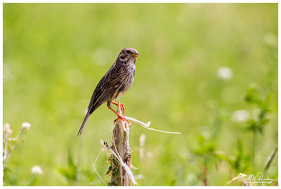 Corn Bunting (Grauwe Gors) at the The Măcin Mountains, a mountain range in the Tulcea County