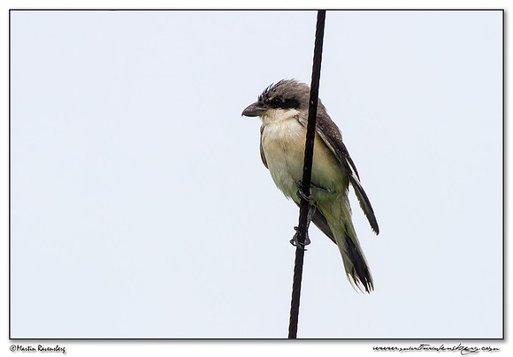 Lesser Grey Shrike (Kleine Klapekster) at the harbor area of Batumi
