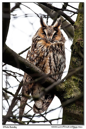 Long-eared Owl (Ransuil) near Zwammerdam