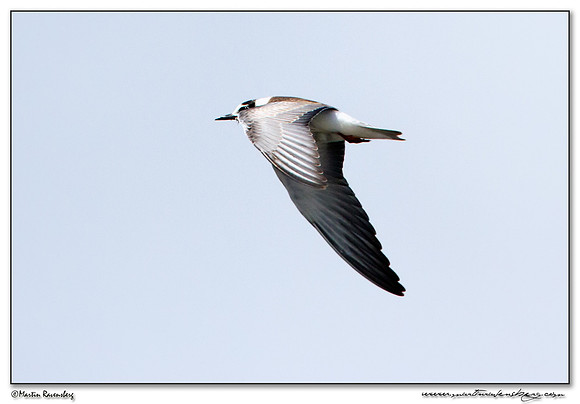 White-winged Tern(Witvleugelstern) at the National Park Kolcheti