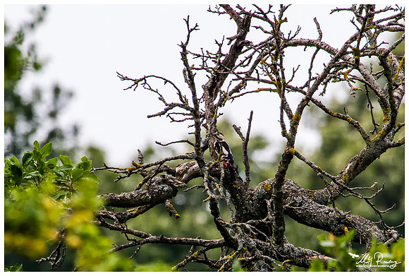 Syrian Woodpecker (Syrische Bonte Specht) near the Celic Dere Monastery in the Tulcea County