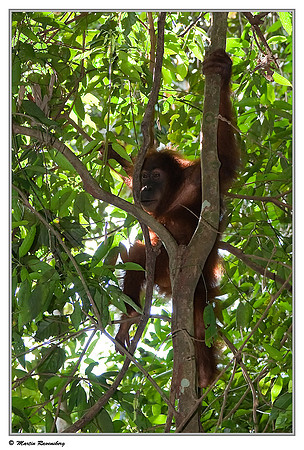 Sumatran Orang-Utan in the Gunung Leuser National Park at Bukit Lawang