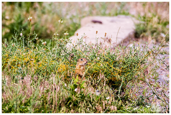 European Ground Squirrel (Siesel) near the area of the Denis Tepe hill in the Tulcea county