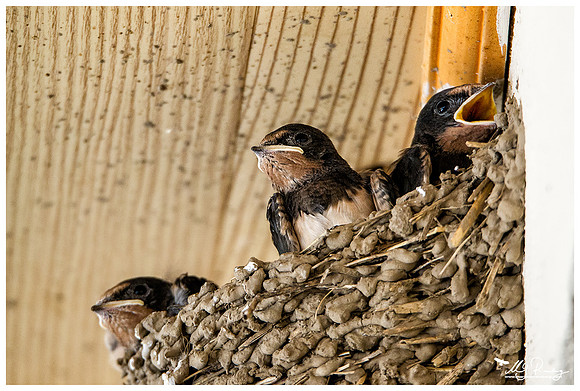 Barn Swallow (Boerenzwaluw) under the terrace of a cafe