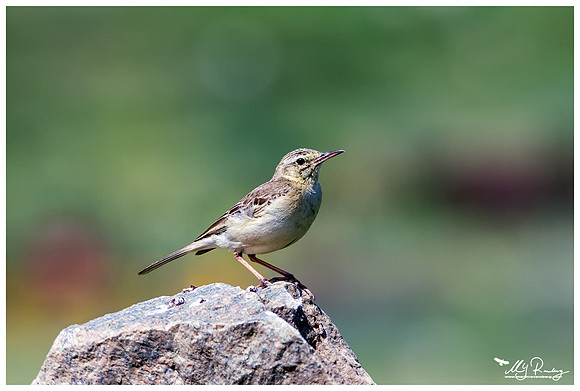 Tawny Pipit (Duinpieper) at the The Măcin Mountains, a mountain range in the Tulcea County