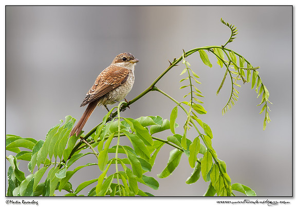 Red-backed Shrike (Grauwe Klauwier) at the harbor area of Batumi