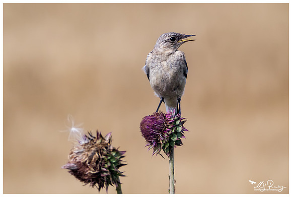 Juveline Wheatear (Tapuit) near the area of the Denis Tepe hill in the Tulcea county