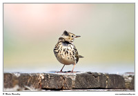 Songbirds