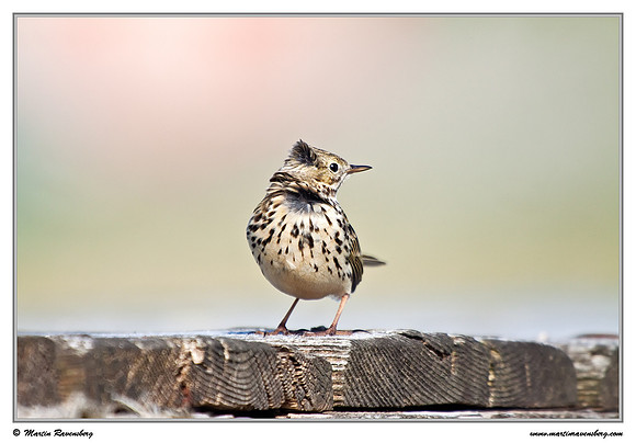 Meadow Pipit (Graspieper) at the island Terschelling in the Wadden Sea