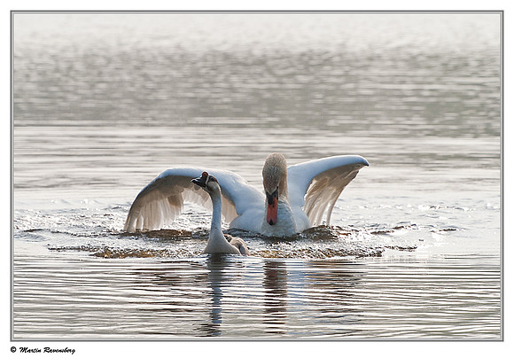 'Wild Goose Chase'  - Mute Swan (Knobbelzwaan) & Domestic Goose near Hazerswoude, Spookverlaat - Amalia Hut