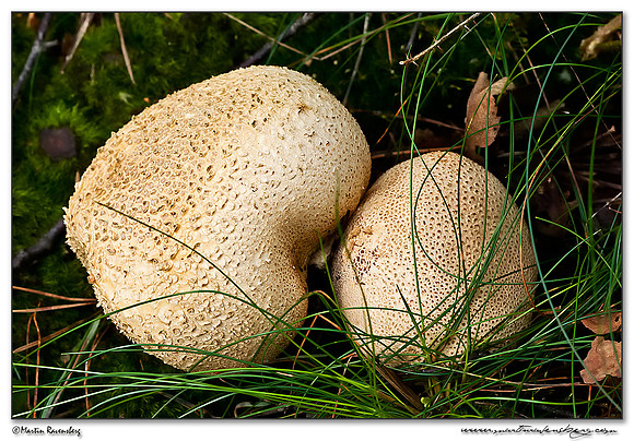 Common Earthball / Gele Aardappelbovist (Scleroderma citrinum) at the Hoge Veluwe National Park