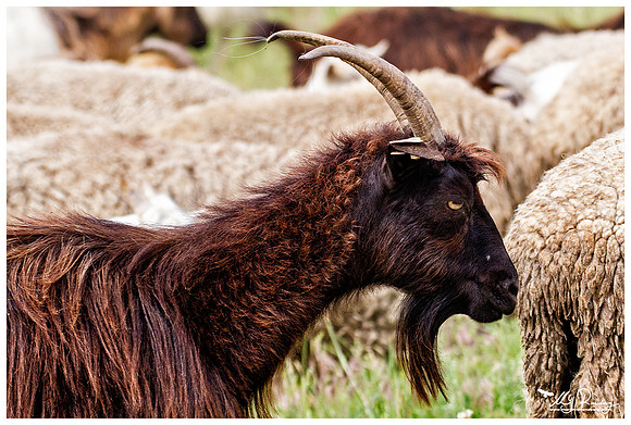 A goat near the area of the Denis Tepe hill in the Tulcea county