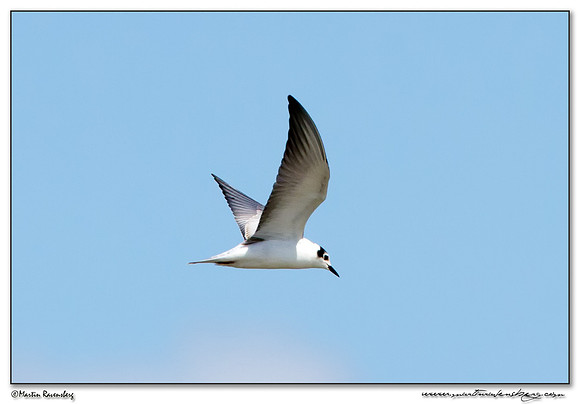 White-winged Tern(Witvleugelstern) at the National Park Kolcheti