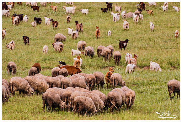 Goats and sheep near the area of the Denis Tepe hill in the Tulcea county
