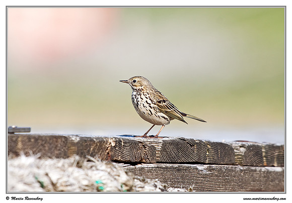 Meadow Pipit (Graspieper) at the island Terschelling in the Wadden Sea