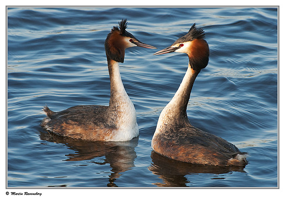 Courtship behaviour of Great Crested Grebes (Fuut) at the Starrevaart lake near Stompwijk