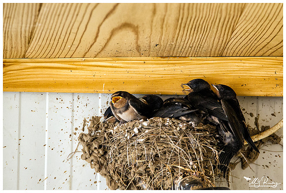 Barn Swallow (Boerenzwaluw) under the terrace of a cafe