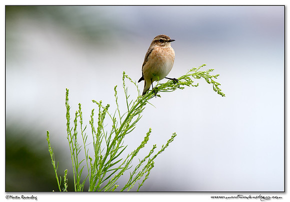 Whinchat (Paapje) at the harbor area of Batumi
