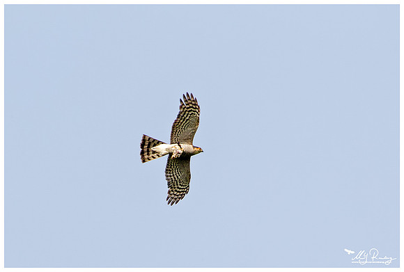 Levant Sparrowhawk (Balkan Sperwer) near the Celic Dere Monastery in the Tulcea County