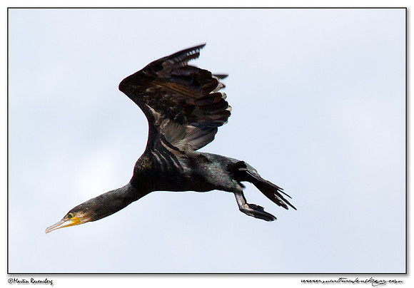 Great Cormorant (Aalscholver) at the National Park Kolcheti