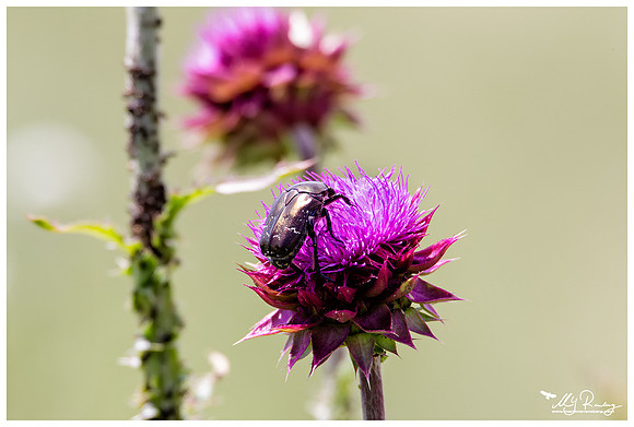 A Dung Beetle (Mestkever) at the Măcin Mountains, a mountain range in the Tulcea County