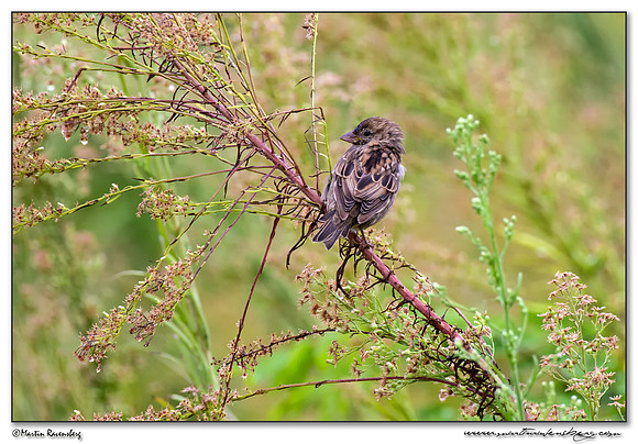 House Sparrow (Huismus) at the harbor area of Batumi