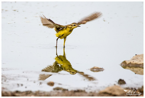 Yellow Wagtail (Gele Kwikstaart) near the area of the Denis Tepe hill in the Tulcea county