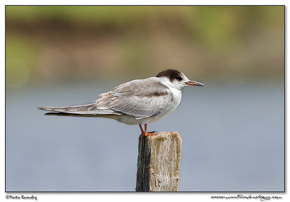Common Tern (Visdief) at the National Park Kolcheti