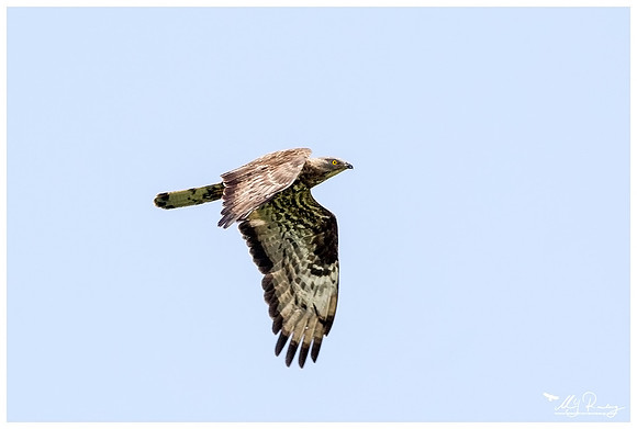 Honey Buzzard (Wespendief) near the Celic Dere Monastery in the Tulcea County