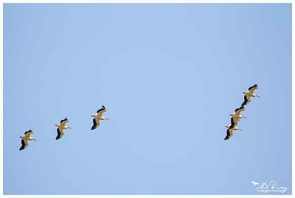White Pelican (Roze Pelikaan) at the The Măcin Mountains, a mountain range in the Tulcea County
