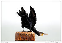 Cormorants