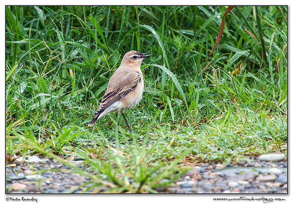 Northern Wheatear (Tapuit) at the harbor area at Batumi