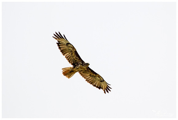 Steppe Buzzard (Steppebuizerd) at the The Măcin Mountains, a mountain range in the Tulcea County