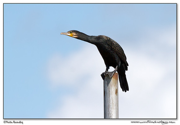 Great Cormorant (Aalscholver) at the National Park Kolcheti