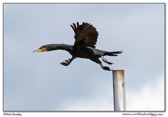 Great Cormorant (Aalscholver) at the National Park Kolcheti