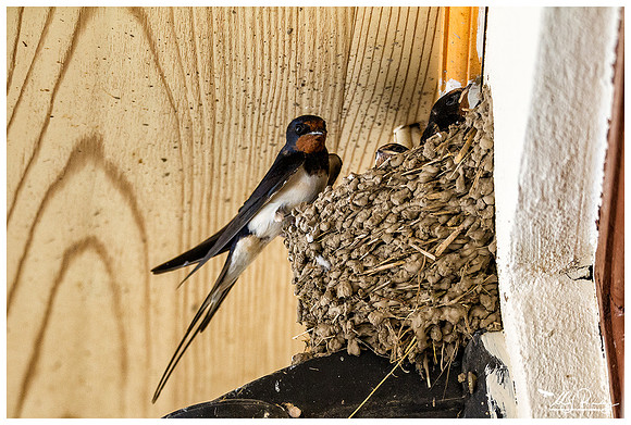 Barn Swallow (Boerenzwaluw) under the terrace of a cafe