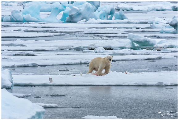Polar Bear (IJsbeer) at Vibebukta, at the south west coast of the Nordaustlandet Island.