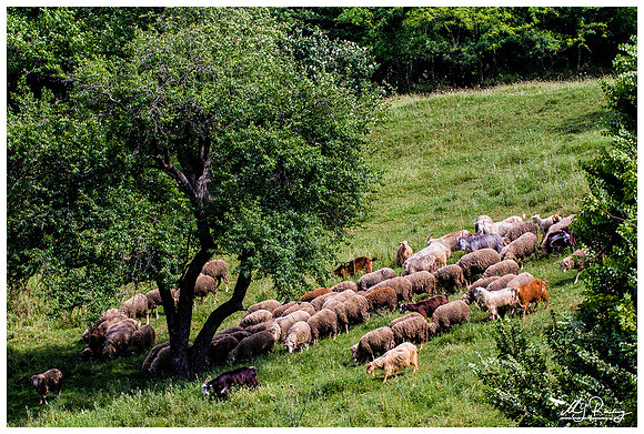 Sheep near the Celic Dere Monastery in the Tulcea County