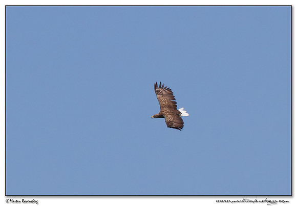 White-tailed Eagle (Zeearend) at the National Park Kolcheti