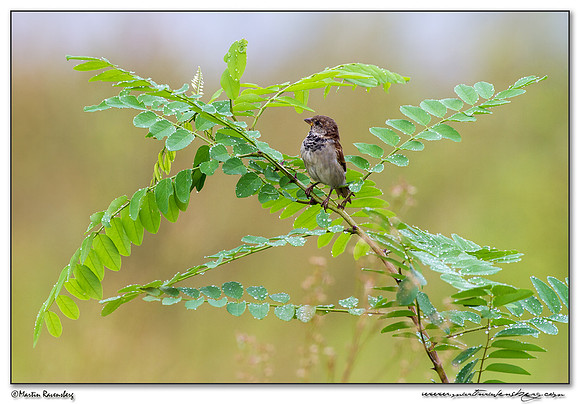 House Sparrow (Huismus) at the harbor area of Batumi