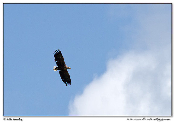 White-tailed Eagle (Zeearend) at the National Park Kolcheti