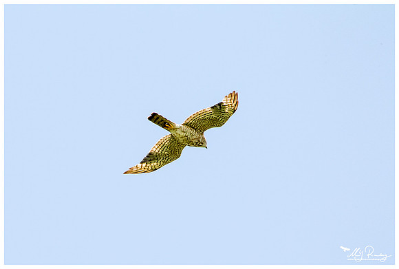 Levant Sparrowhawk (Balkan Sperwer) near the Celic Dere Monastery in the Tulcea County