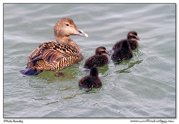 Common Eider (Eidereend) at Heligoland (Helgoland) - Germany