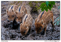 Wildboar