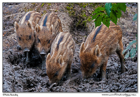 Wild Boar (Wild Zwijn) at the Nature Park Lelystad