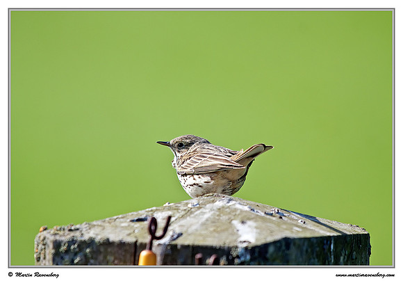 Meadow Pipit (Graspieper) at the island Terschelling in the Wadden Sea