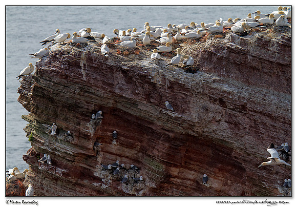Northern Gannet (Jan-van-Gent) & Kittiwake (Drieteenmeeuw) at Heligoland (Helgoland) - Germany